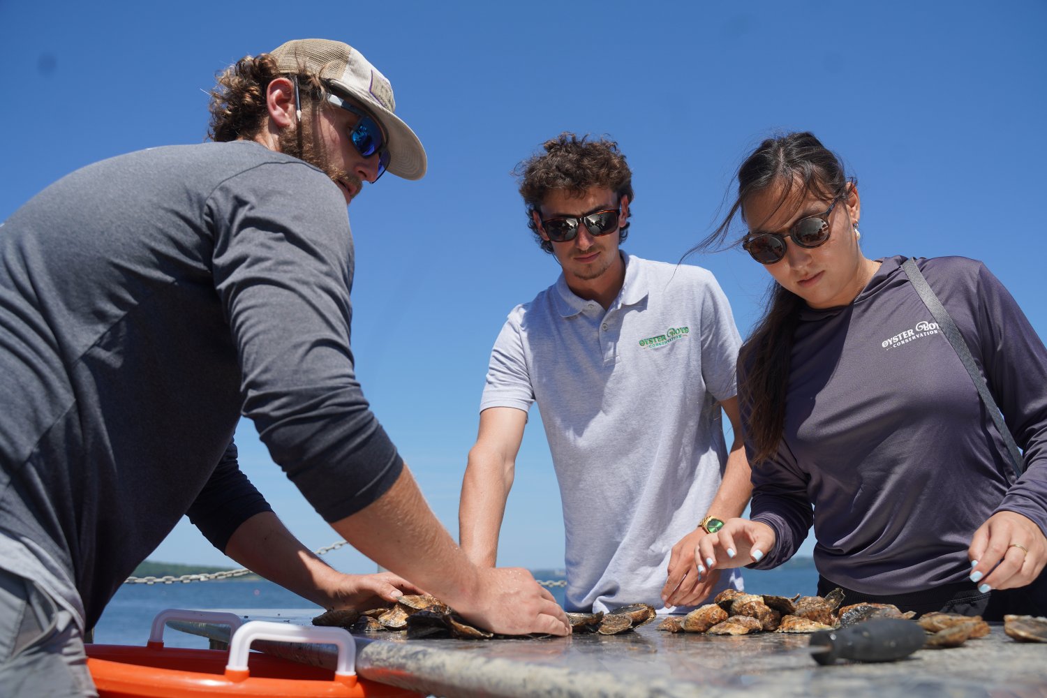Oyster Boys staff comb through hundreds of oyster shells on the learning platform overlooking he Mount Hope Bay.