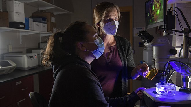 Professor Koty Sharp and a student looking at Astrangia through a microscope