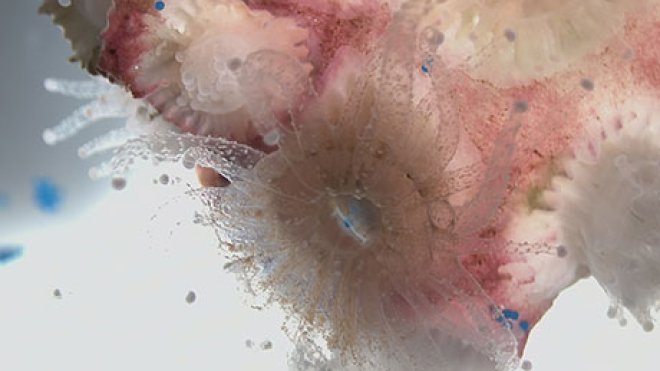 Coral consuming microplastics.