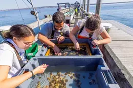 Students learning at the RWU Oyster Docks