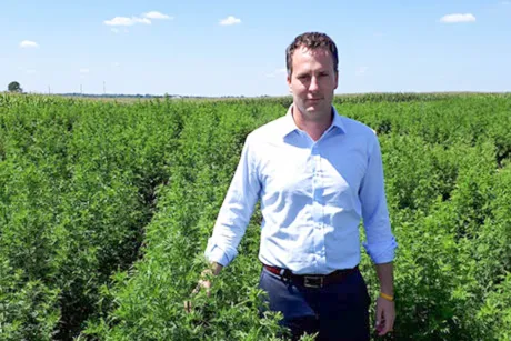 Adam Maust stands in the first field of artemesia grown by the University of Kentucky.