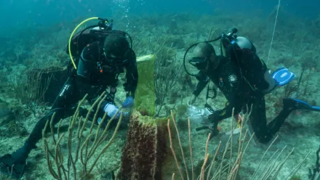 Two scuba divers underwater taking samples from coral reefs
