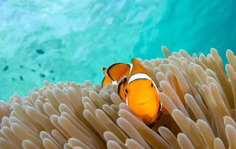 tropical fish