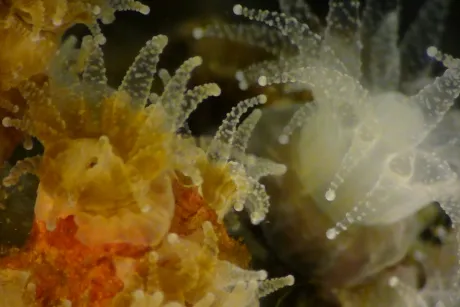 Microscopic look at coral