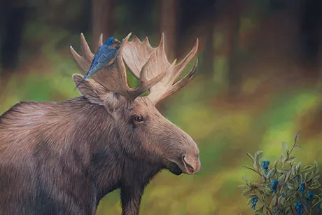 Illustration of a moose.