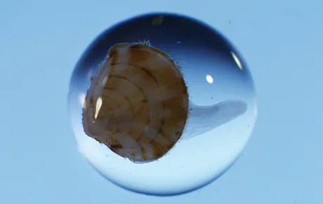 Magnified clam larvae inside a drop of water