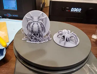 spiders