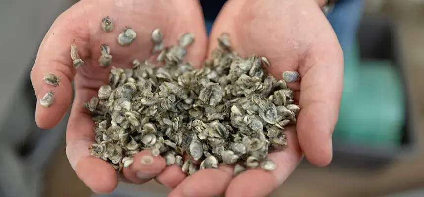 A person holds young oysters