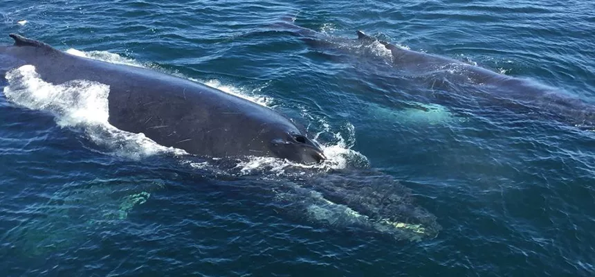 humpback whale