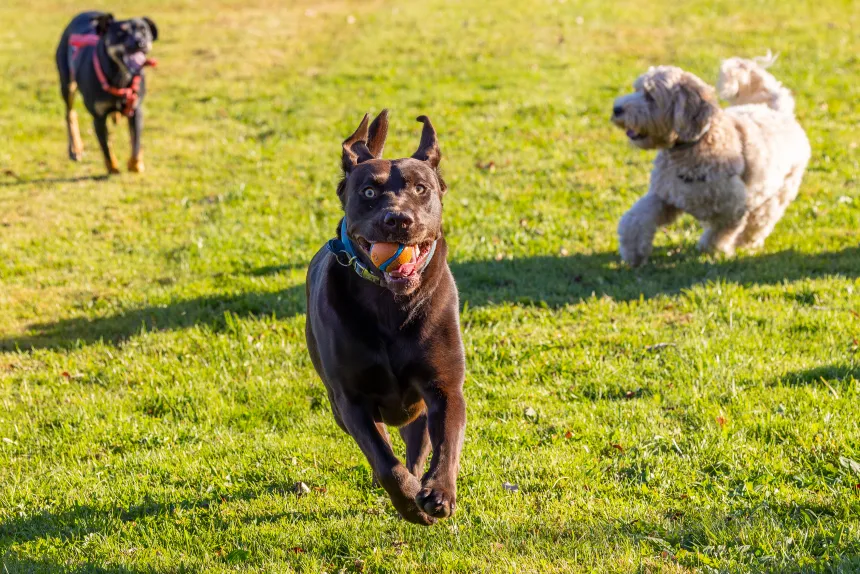 Dogs joyfully explore Roger's Dog Park.