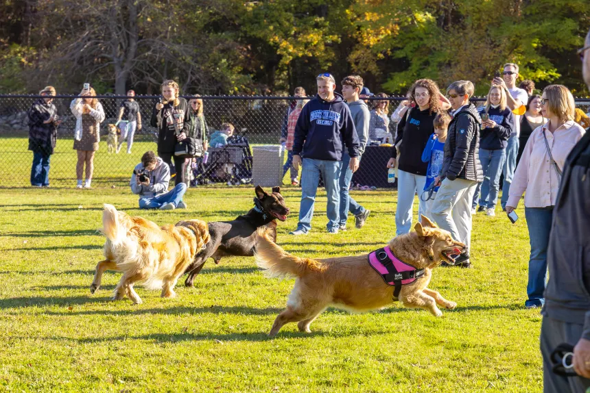 Dogs joyfully explore Roger's Dog Park.