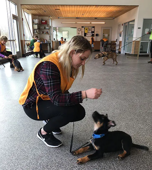 A person trains a puppy