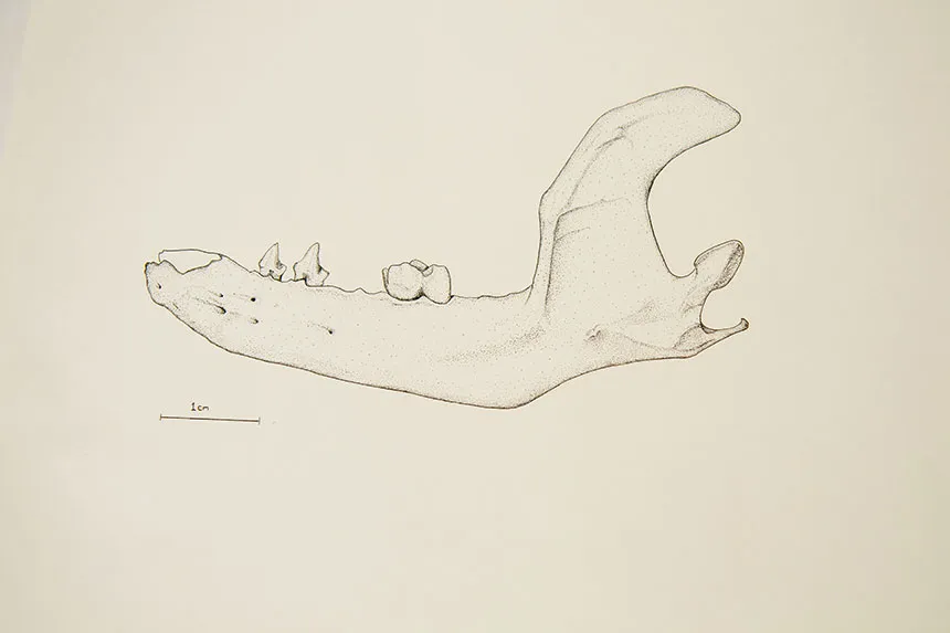 Illustration of a leopard's jaw.