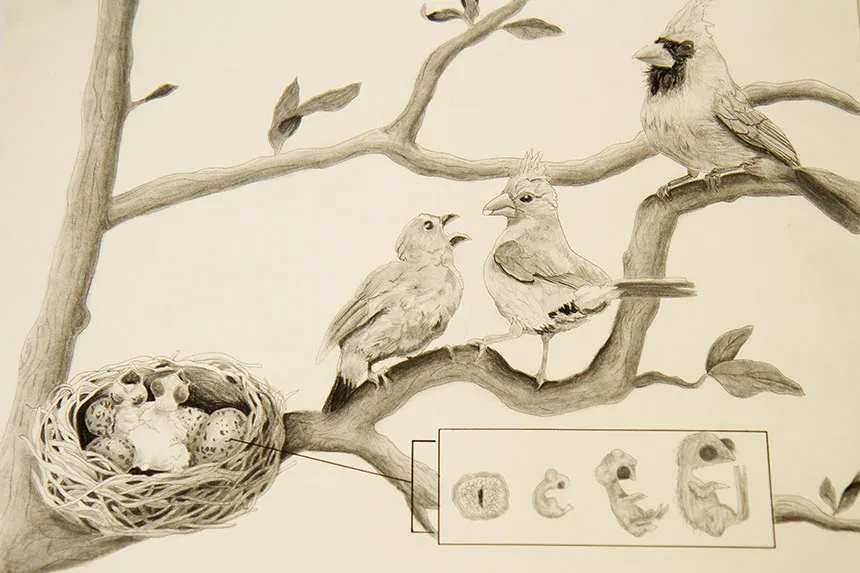 Illustration of a cardinal's life cycle.