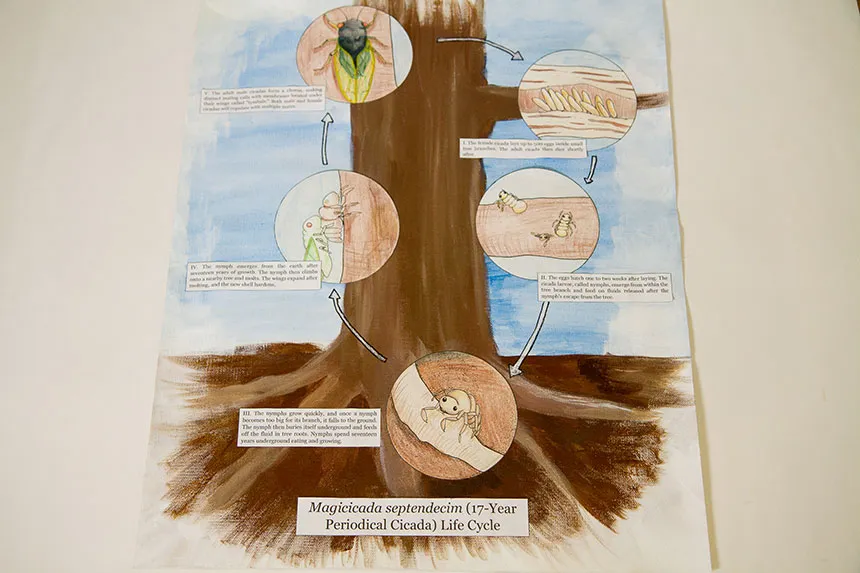 Illustration of a cicada's life cycle.